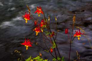 Wild Columbine-3341.jpg Wild Columbine-3341.jpg